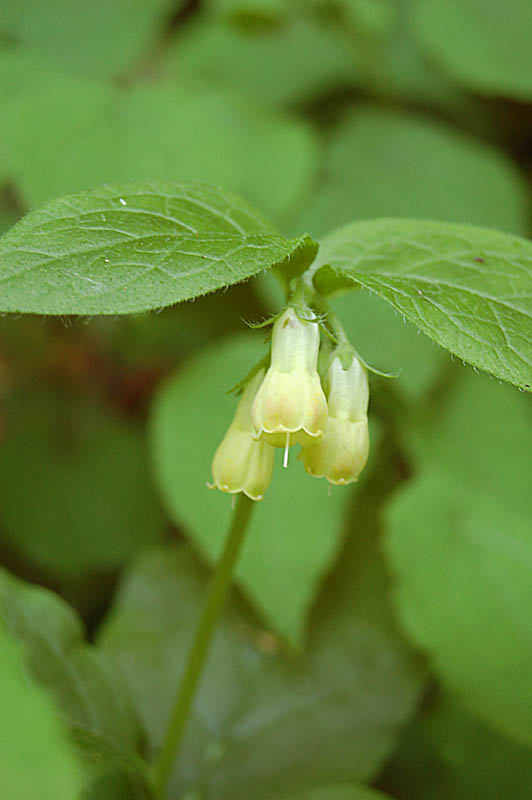 Symphytum tuberosum